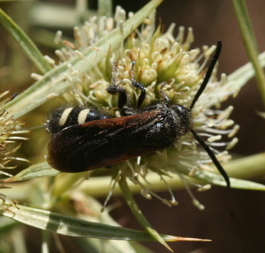 Scolia sexmaculata (Scolidae)